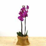 Orquídea morada