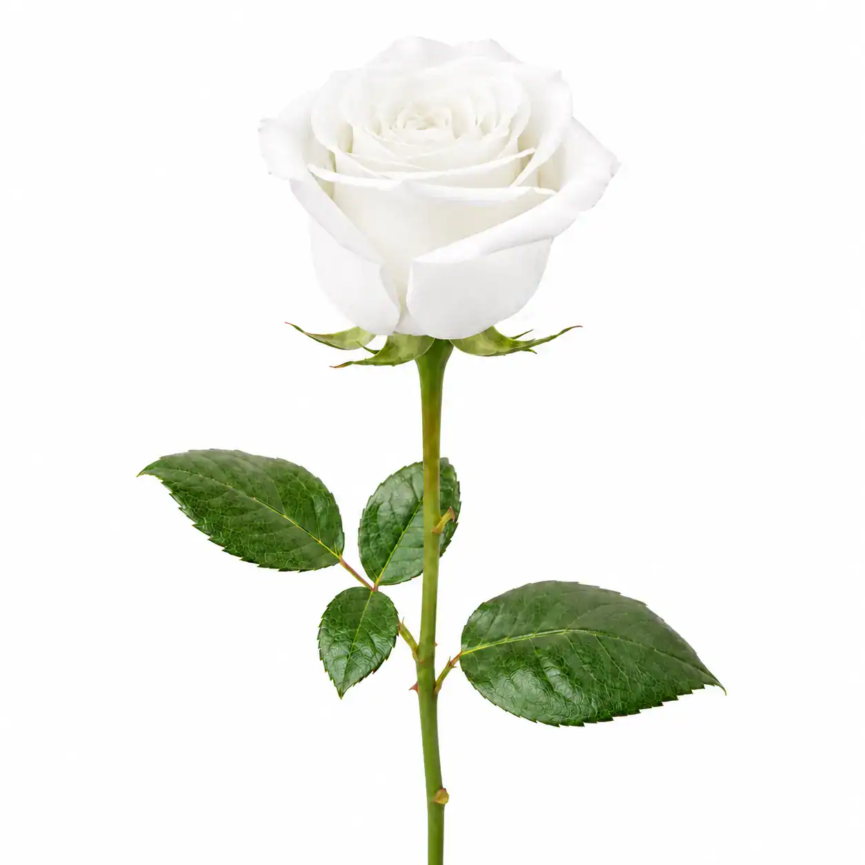 Rosa blanca fresca por tallo