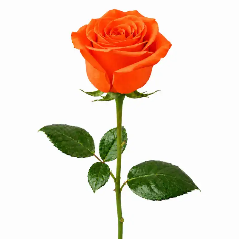 Naranja