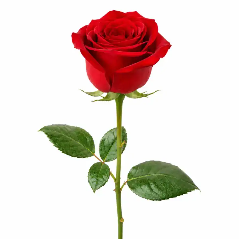 Rojo