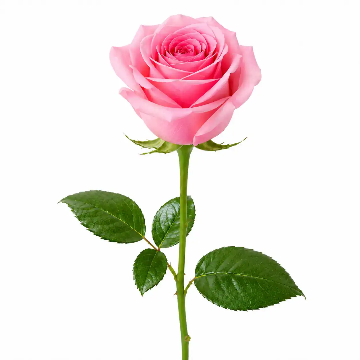 Rosa fresca de color rosa por tallo