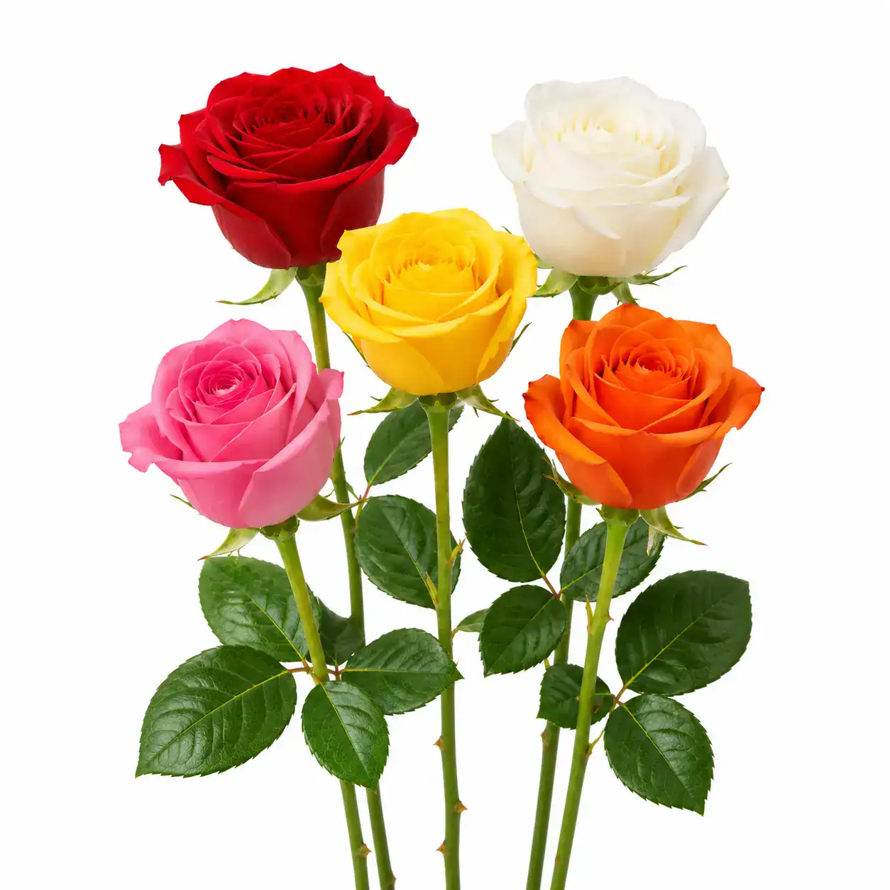 Rosa fresca surtida por tallo
