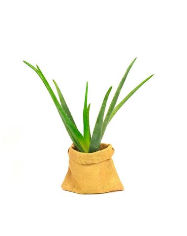 aloevera