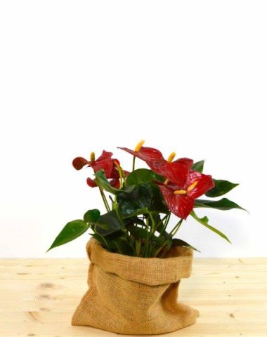 anthurium-min-1-700x700