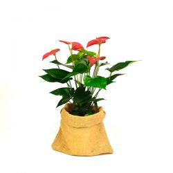 anthurium