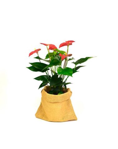 anthurium