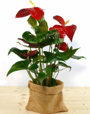 anthurium-xl-min-1-700x700