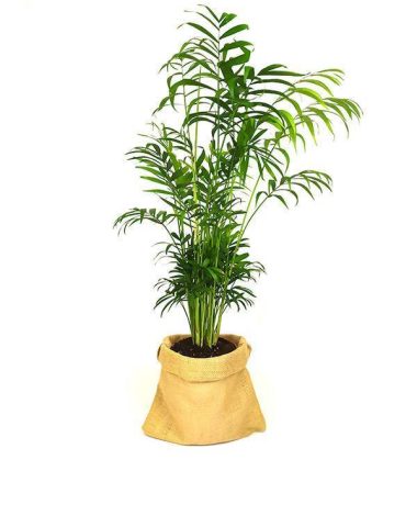 chamaedorea