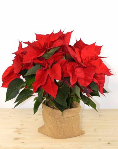 flor-de-pascua-min-1-scaled