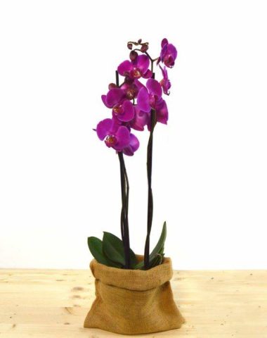 orquideamorada-min-700x700