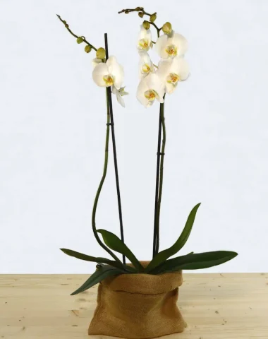 orquideblanca
