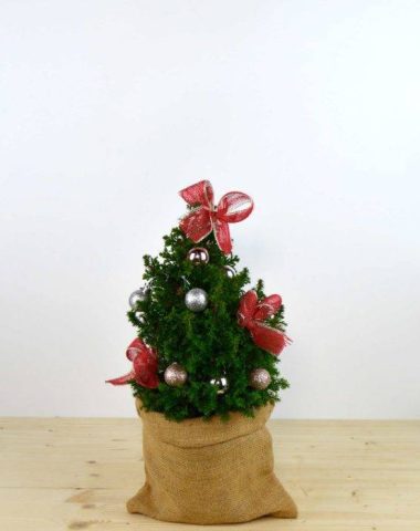 redchristmastree-min-1-700x700