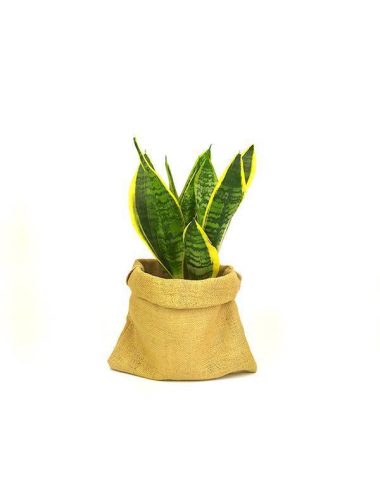 sansevieria