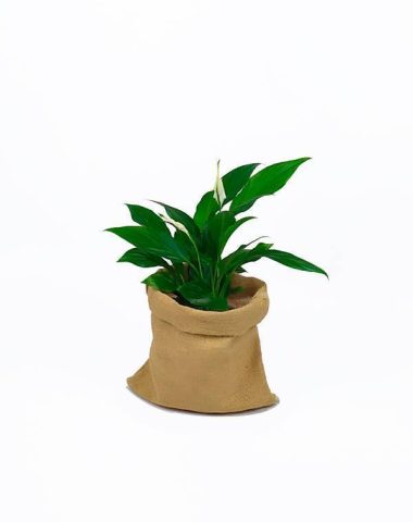 spathiphyllum
